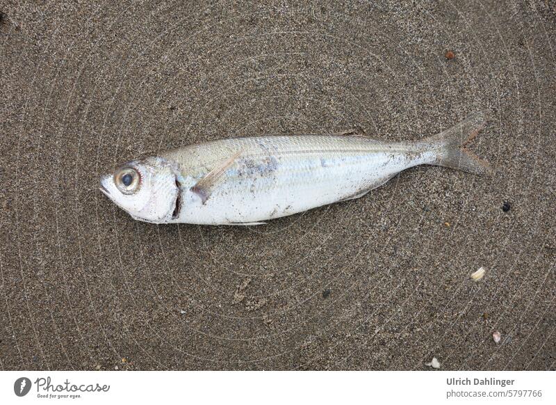 Whole fish on the sandy beach Fish Beach Death Help animal portrait Sand coast Environment Ocean