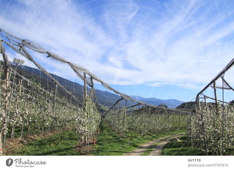 Apple blossom in South Tyrol Spring Landscape High plateau plants fruit growing apple trees Apple growing area Apple plateau Apple plantation Wood Cordon