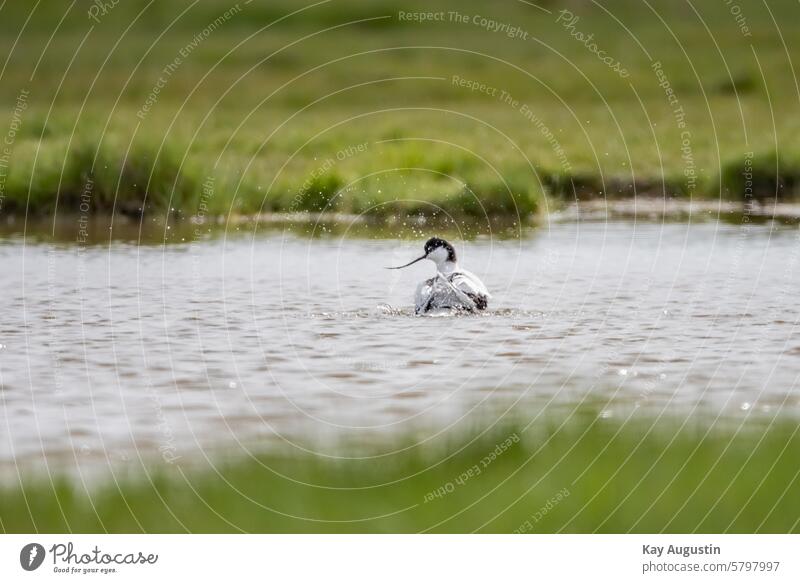 Avocet Recurvirostra avosetta Keitum salt marshes Wetlands Wadden Sea National Park Wingspan Mud flats black and white plumage bird world Water puddle