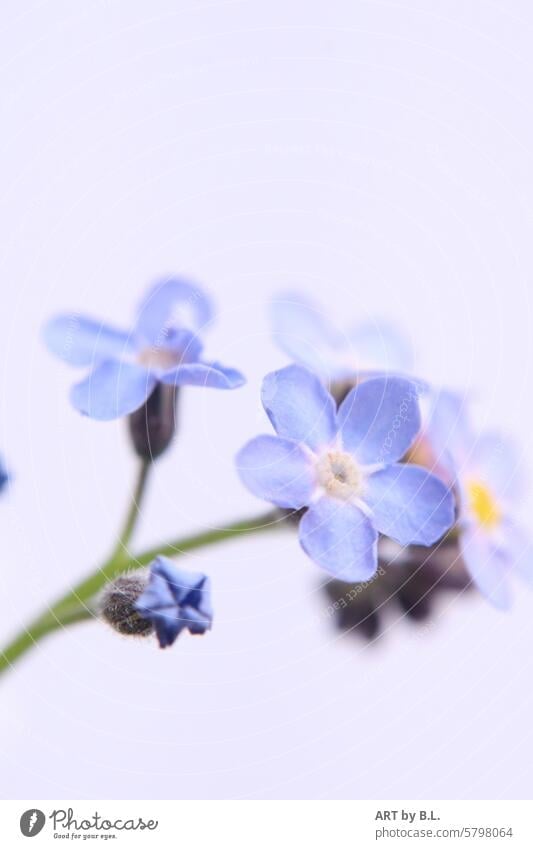 Forget-me-not photo day, twig from left Flower little flowers floral light blue Yellow purple Purple background Delicate Fine Noble Nature Wonder miracle nature