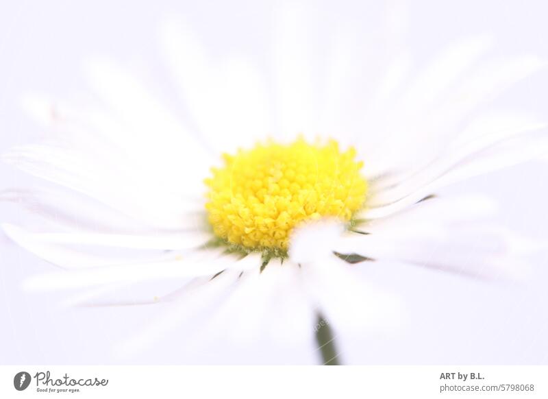 gaenseBluemchen Lawn lawn plant lawn flower little flowers Daisy Flower White Yellow Delicate Noble floral Spring Summer