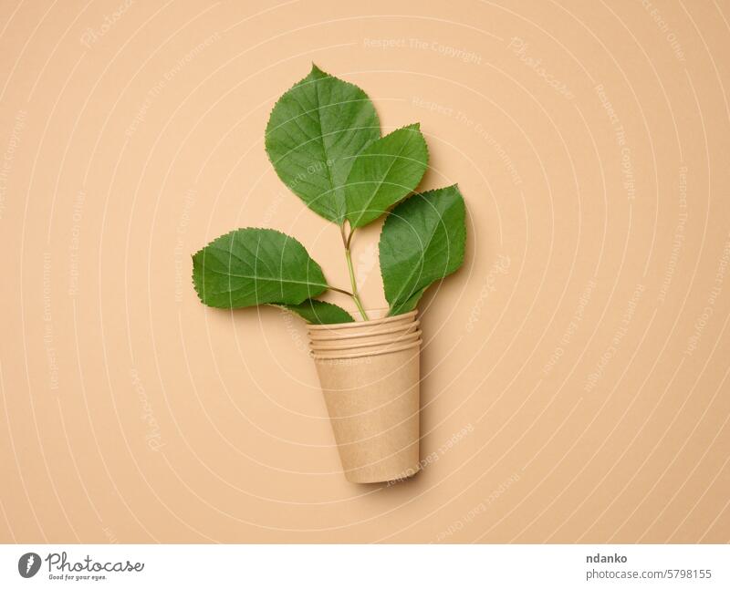 Stack of brown paper disposable cardboard cups on beige background and green leaves leaf recycle drink empty hot kraft mug no people takeaway takeout tea nobody