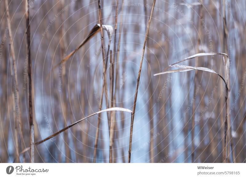 The delicate reed stems in winter look as if they have been drawn Plant Lake bank Nature wax Delicate Dry Bleak Cold lines Water Surface of water Idyll Calm