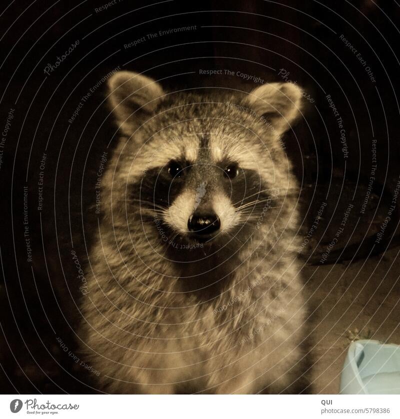 101 Raccoon .... looks curiously through the window into the apartment, but not without first stealing food Bear food thief Thief Animal cute in the act Caught