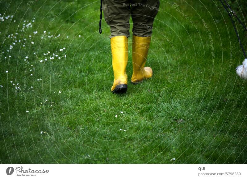 Off through the wet meadow... a spring walk Rubber boots Meadow Dog To go for a walk Daisy Wet Rain after the rain Green Summer Spring Walk the dog white dog