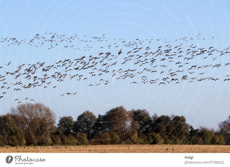 all birds fly high ... Bird Goose Wild goose Crane Field Sky Flying Many bird migration Migratory bird Autumn Tree shrub Flight of the birds Wild animal Freedom