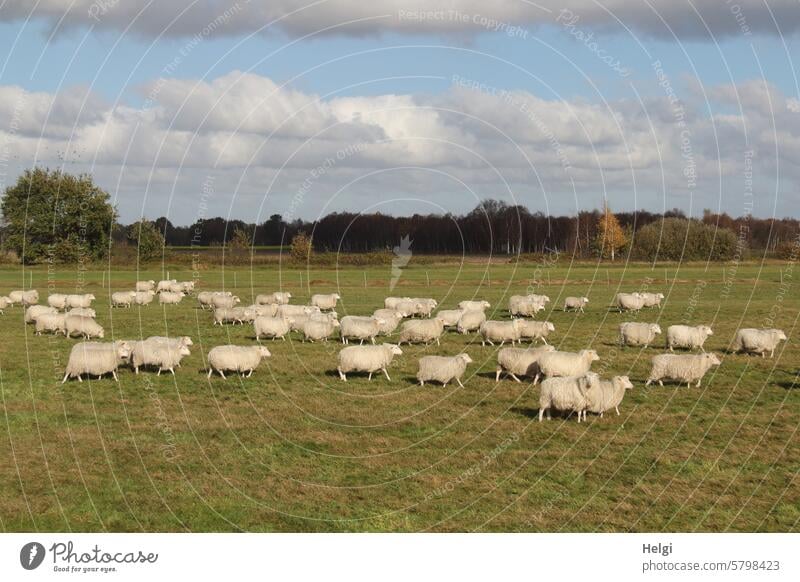 Counting sheep ... Sheep Flock Animal Mammal Farm animal Willow tree Meadow Going Many Tree shrub Sky Clouds Beautiful weather Nature Exterior shot