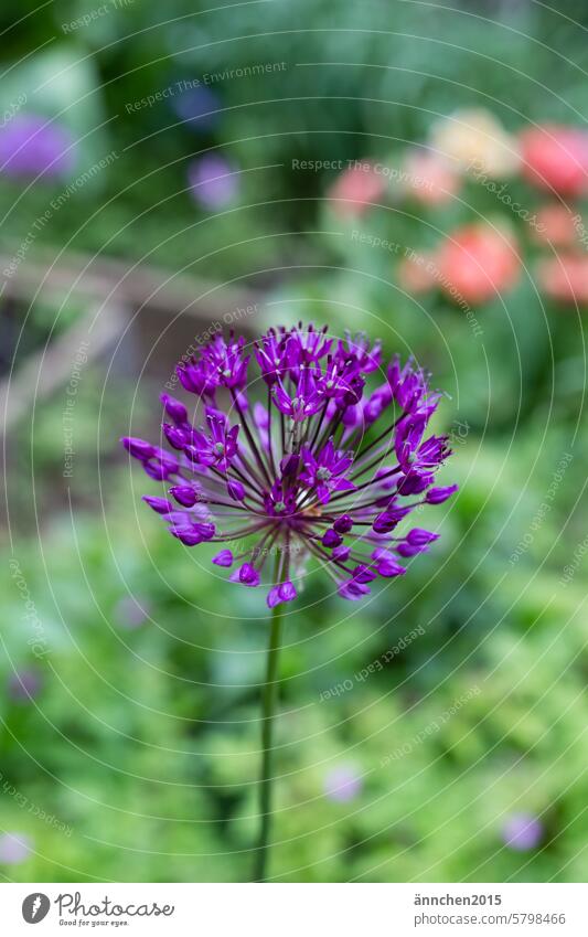 Large purple allium bud in front of a white wall SlowFlowers Garden bee-friendly Plant Ostrich decoration Nature Green Blossom Spring pretty Violet Close-up