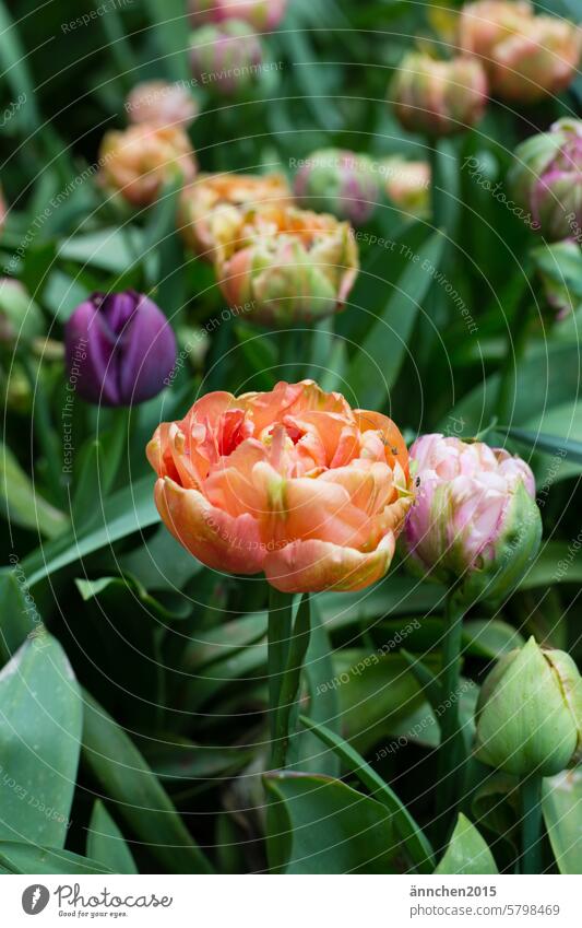 A tulip field with orange and pink double tulips Garden blossom Blossom Ostrich SlowFlowers Pick Spring Bouquet flowers Green Plant Blossoming Tulip