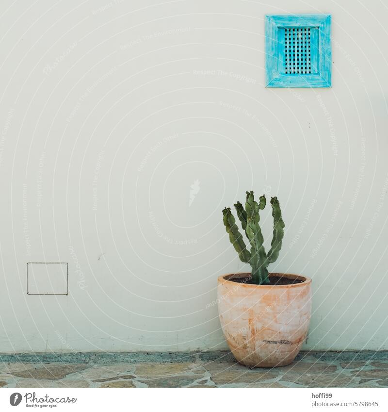 Shady scene of cactus in clay pot in front of whitewashed wall Plant Cactus Thorny Exotic Point Green Mediterranean Minimalistic minimalism Calm Shadow cacti