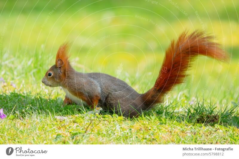 Squirrels in the sunny meadow sciurus vulgaris Wild animal Animal face Pelt Rodent Paw Claw Tails Ear Animal portrait Close-up Detail Exterior shot Colour photo