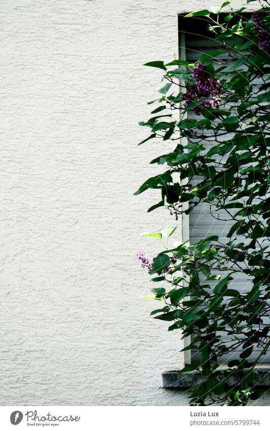 Lilacs in front of the window lilac lilac blossoms Window Facade Roller shutter Roller shutter closed Closed Building Wall (building) Wall (barrier) Spring Day