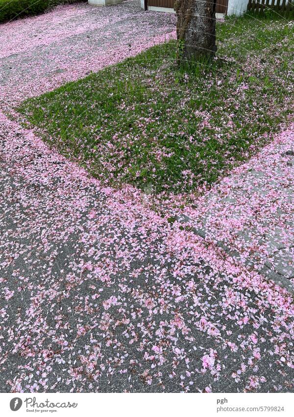 it's a girl Pink blossoms Cherry blossom Rain sad Colour Street Spring Meadow Lawn Deserted Boundary Division