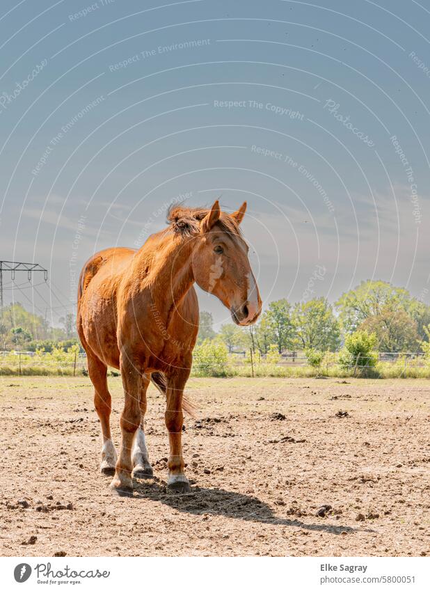 Horse in the paddock horse portrait Landscape Colour photo Exterior shot Animal portrait Deserted Nature Mane Brown Animal face Looking naturally