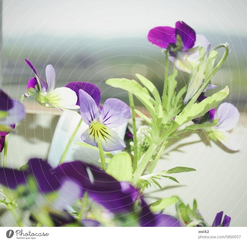 Small flowers Horned pansy Blossoming Flower Spring Exterior shot Plant Colour photo Shallow depth of field Nature Detail Deserted Spring fever Green
