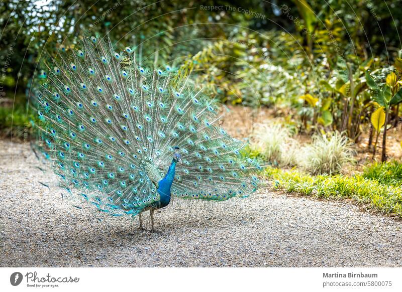 A peacock does the cartwheel, impressive bird with impressive feathers pattern colorful wildlife nature beautiful peafowl roses fun parrot orchid glow birding