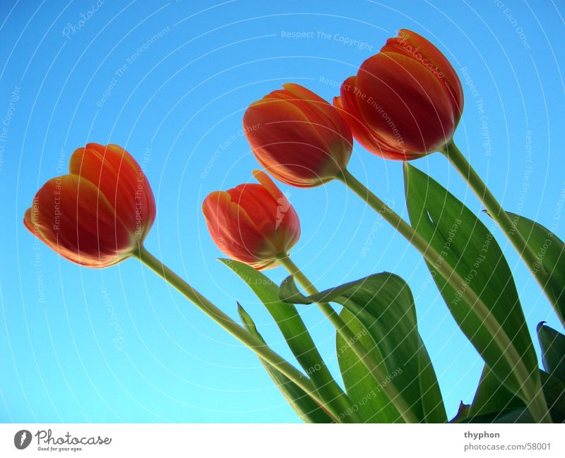 tulips Tulip Flower Spring Blossom Red Green Sky Blue 4 Bouquet