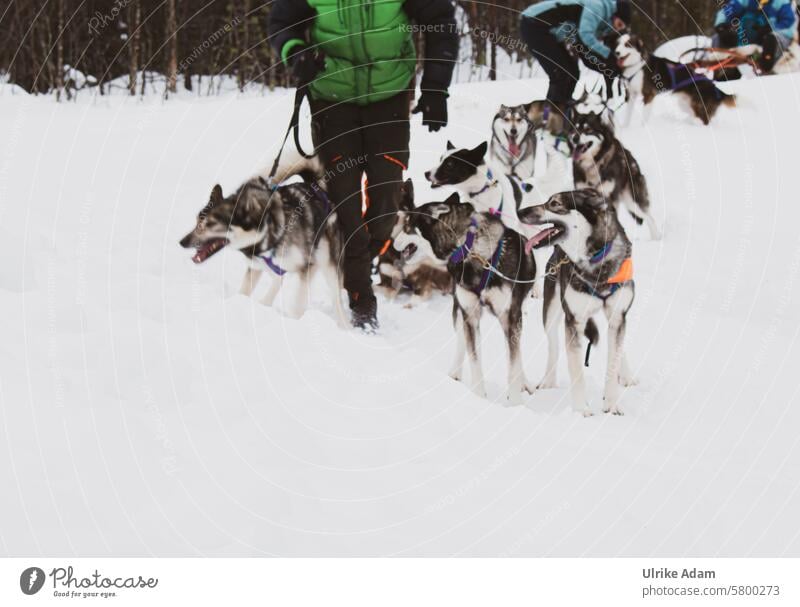 Lapland | Dog sledding Alaskan Malamute Husky Huskies dogs Sled dogs Dog sledge Dog sled ride Team North Forest Swede Europe vacation Snow Winter Nature