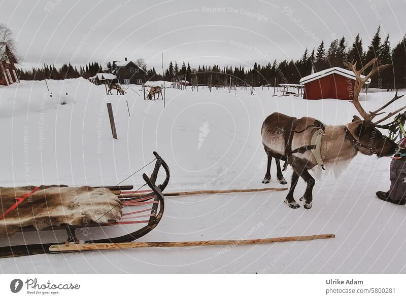 Lapland |Harnessing the reindeer North Forest Reindeer breeding Swede Europe Solberget vacation Snow Winter Wooden house Nature Exterior shot Cold