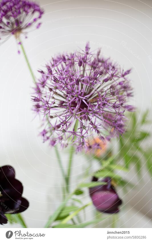 Large purple allium bud in front of a white wall SlowFlowers Garden bee-friendly Plant Ostrich decoration Nature Green Blossom Spring pretty Violet Close-up