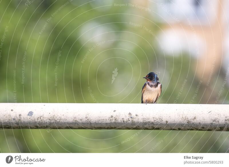 Barn swallow on a railing Swallow Bird Animal Nature Colour photo Exterior shot Grand piano Animal portrait Blue Feather Close-up Flying Deserted naturally