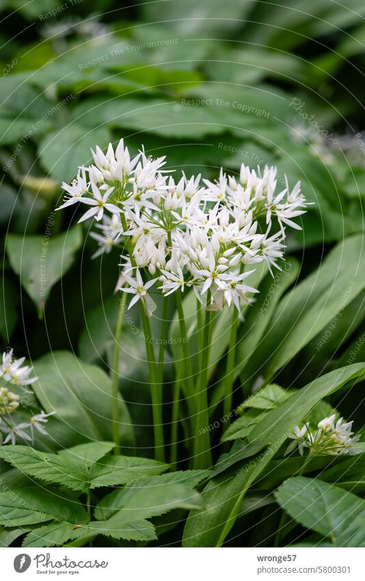 Wild garlic in bloom in a shady spot in the forest Club moss wild garlic blossom Spring Green Nature Plant Colour photo White Wild plant Deserted Exterior shot