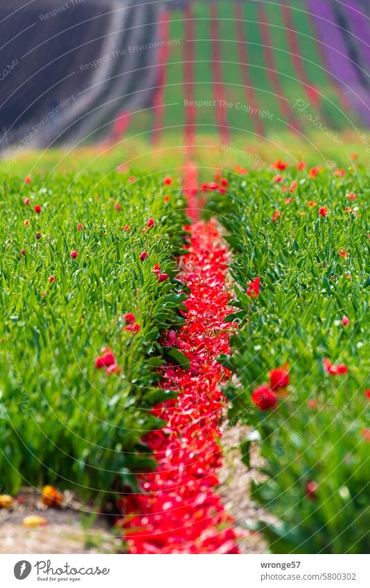 Cut-off red tulip flowers lie between the rows tulips Tulip fields Tulip rows Special crops Agriculture Spring Flower Blossom Tulip blossom Blossoming