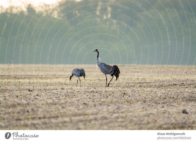 One is always watching. A pair of cranes foraging in the morning in a field in Meckpomm. Crane Cranes Pair of cranes Foraging rarity red list