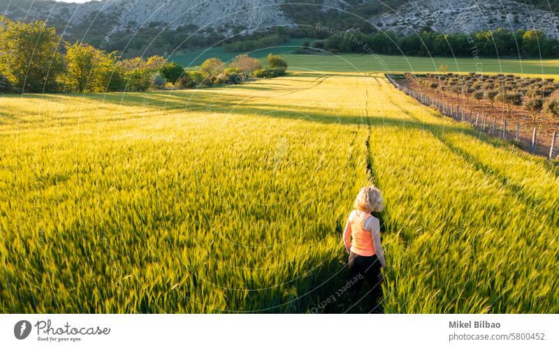 young caucasian mature woman  on her back inside a barley field at sunset.  Ayegui, Navarre, Spain, Europe. Lifestyle concept. people nature girl countryside