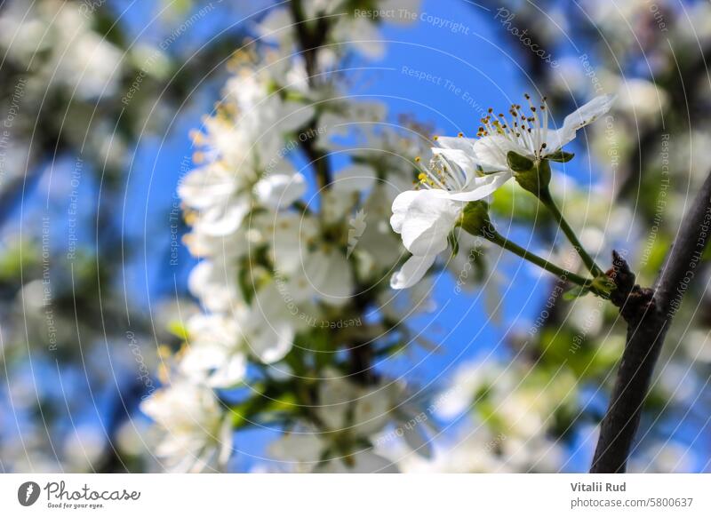 white cherry blossom against a blue sky blossoms flower spring bloom growth nature tree blooming beauty garden branch closeup plant beautiful floral green