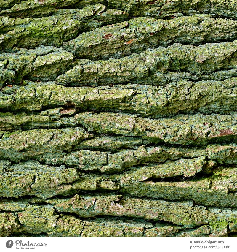 Lifelines. Bark of an approx. 200 year old oak, overgrown with lichen Quercus Quercus robur oak bark Tree trunk Structures and shapes Lichen Nature Forest