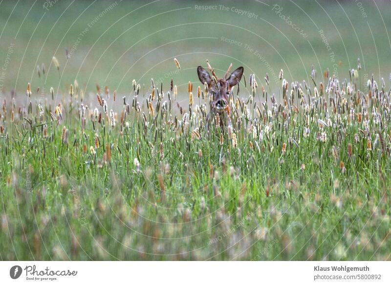 A roebuck with bad horns stands early in the morning in a forest meadow with tall flowering grass reindeer buck antlers Pelt little man Hunting Hunting game