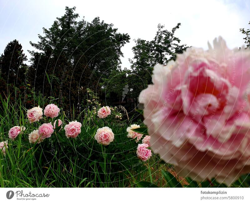 lush peonies Peonies Pink Flower flowers luscious Peony Blossom Nature Fragrance romantic pink Wild