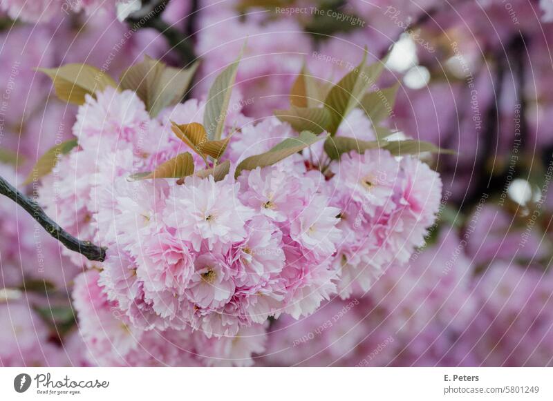 Flowering ornamental cherry in spring Tree pink Spring come into bloom Nature blossom Plant Branch Season Beauty & Beauty flora White Leaf Botany Cherry