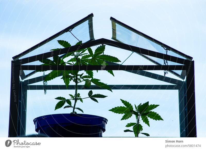 two cannabis plants stand in a small greenhouse against a neutral background Extend Cannabis Marijuana Hemp legalization Grass narcotic Intoxicant Greenhouse