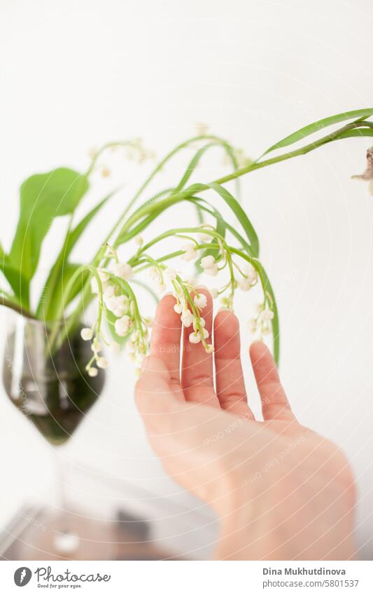 female hand touching  lily of the valley delicate flower Lily of the valley lily of the valley leaves Lily of the valley bouquet lily of the valley flower