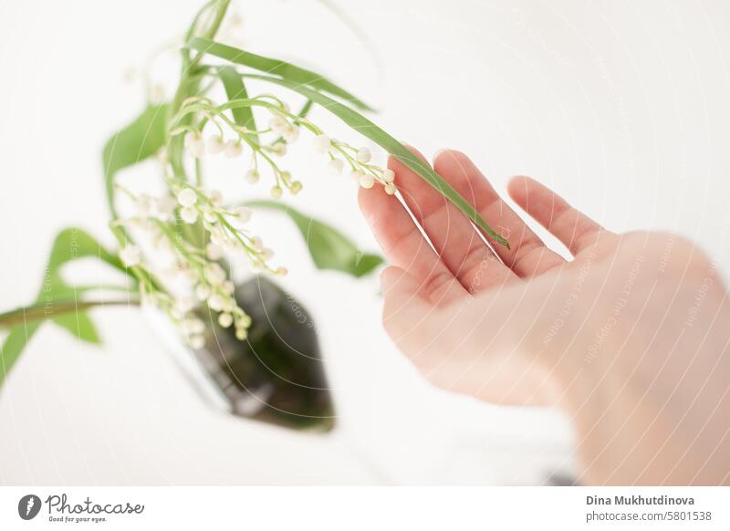 female hand touching  lily of the valley delicate flower Lily of the valley lily of the valley leaves Lily of the valley bouquet lily of the valley flower