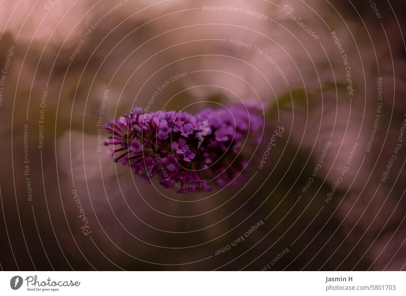 purple lilac Violet Spring Blossom Nature Plant Garden Fragrance Blossoming Shallow depth of field Colour photo blurriness Close-up naturally Flower Deserted