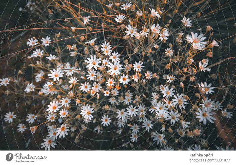 A grouping of chickweed Sternmiere Blossom Flower Plant Nature Close-up Spring Blossoming Meadow White Garden Green Wild plant Exterior shot Colour photo