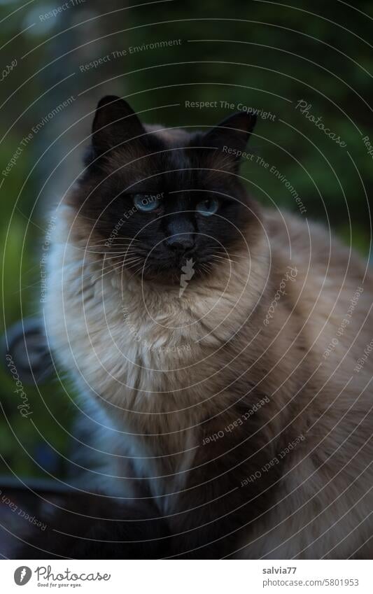 literally | all for nothing Cat Siamese cat Pet blue eyes Animal portrait Cute 1 Animal face Looking Observe Pelt Soft cuddly Racial cats Domestic cat Cat eyes