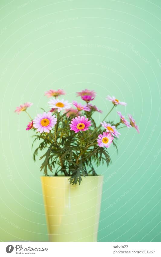 Pink daisies in a pot against a green background marguerites flowers blossoms Green Flowerpot Pot plant Blossom Blossoming Colour photo Close-up Spring Summer