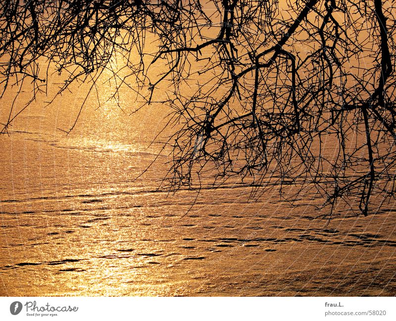 Ice Alster Frozen Tree Sunset Winter Cold Footprint Evening Branch River Tracks