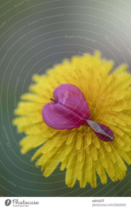 Dandelion flower with red heart Flower Heart Yellow Red dandelion blossom Love Valentine's Day Symbols and metaphors Mother's Day Colour photo Blossoming