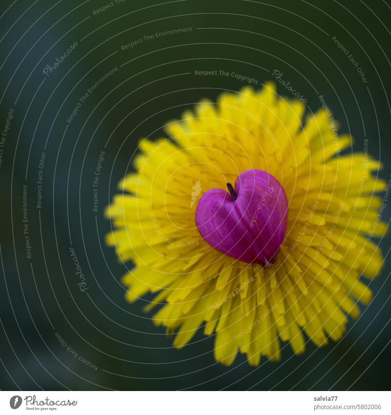 A heart for flowers Heart Blossom dandelion blossom Flower Love Close-up Macro (Extreme close-up) Romance Spring Colour photo Red Yellow Nature pretty Deserted