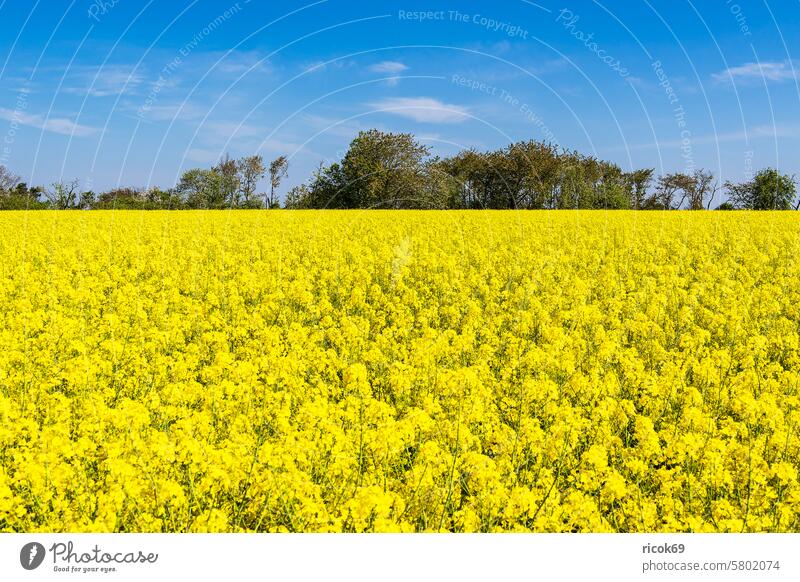 Rape field with trees and blue sky near Parkentin Canola Field Tree Mecklenburg-Western Pomerania Nature Landscape Spring Agriculture Canola field Sky Clouds