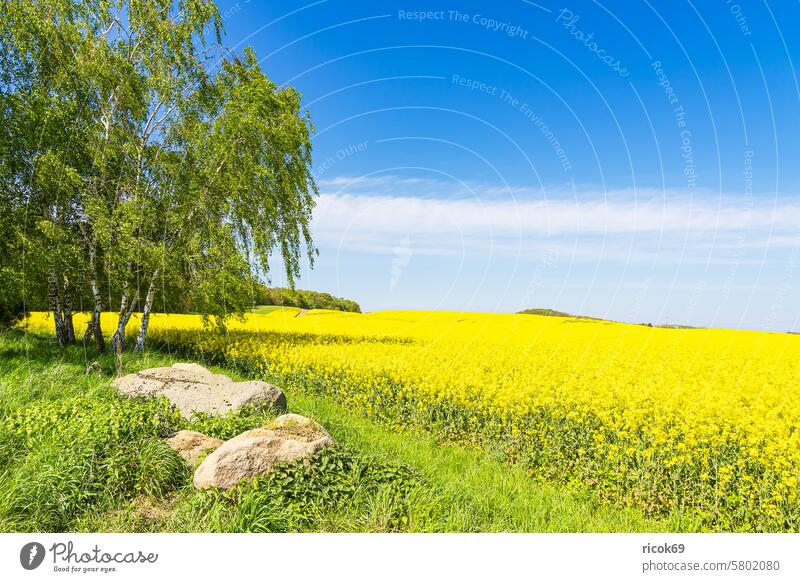 Rape field with trees and blue sky near Parkentin Canola Field Tree Mecklenburg-Western Pomerania Nature Landscape Spring Agriculture Stone Rock foundling