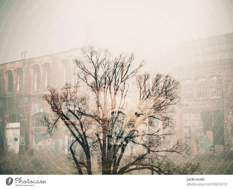 bare tree meets old facade Facade lost places Old Derelict Spring Double exposure Ruin illusion Reaction Transience Change forsake sb./sth. Building Irritation