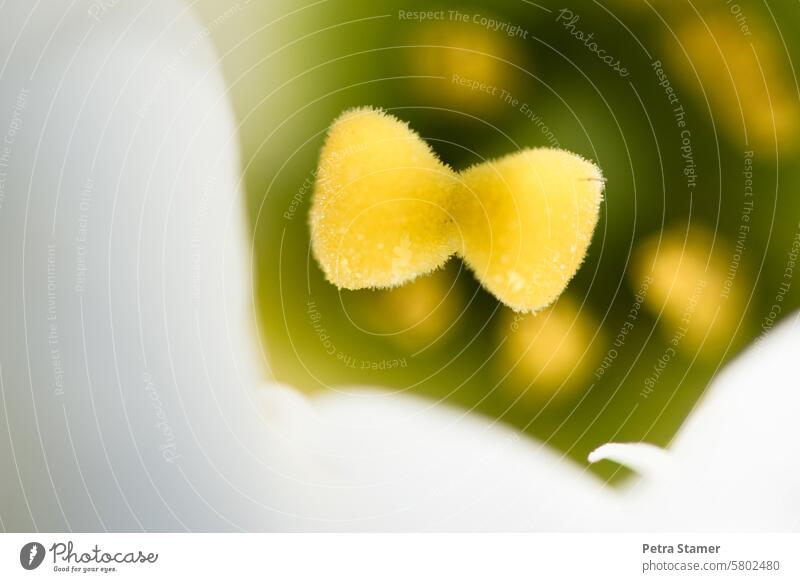 The yellow ribbon Bow Yellow White Green Close-up Detail Nature Plant Blossom Flower Fly Colour photo Deserted