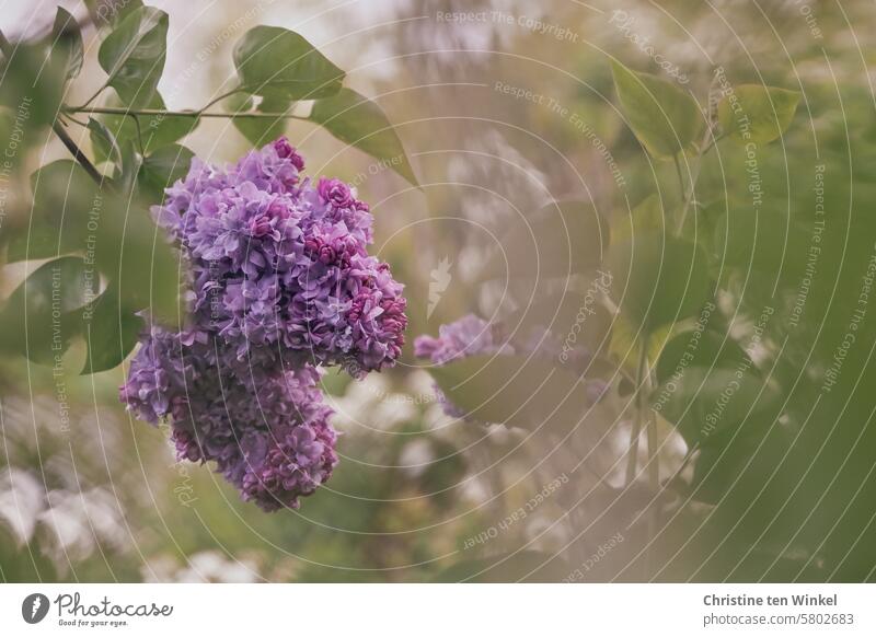 Lilacs for Mother's Day lilac lilac blossoms Spring May blurriness Romance Plant Nature Spring Flowering Esthetic pretty Bright Fragrance Blossoming naturally