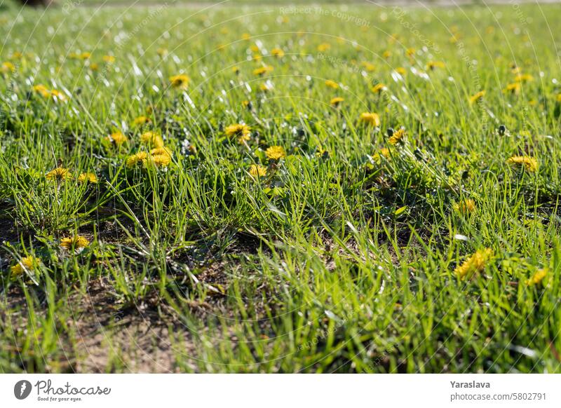 dandelion, background, springtime, season, yellow, close-up, meadow, no people, grass, green color, plant, outdoor, growth, horizontal, freshness, sun, day, uncultivated, sunny, nature